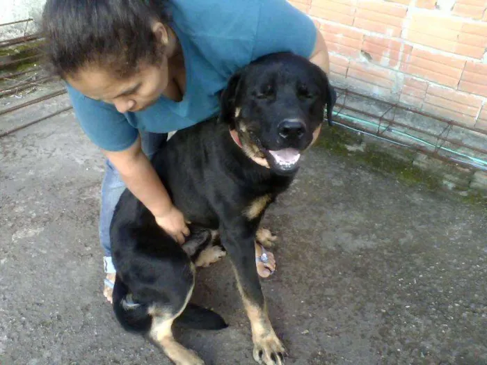 Cachorro ra a Rottweiler idade 1 ano nome Tufão