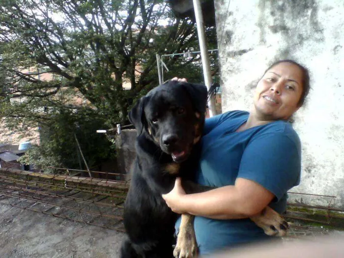 Cachorro ra a Rottweiler idade 1 ano nome Tufão
