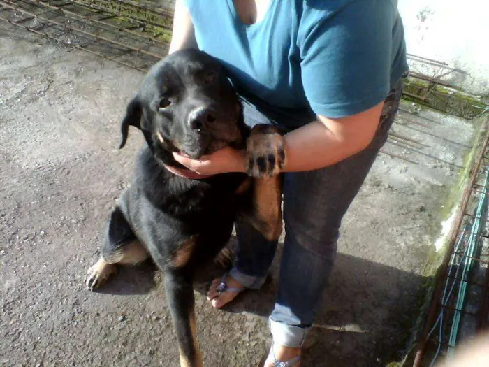 Cachorro ra a Rottweiler idade 1 ano nome Tufão