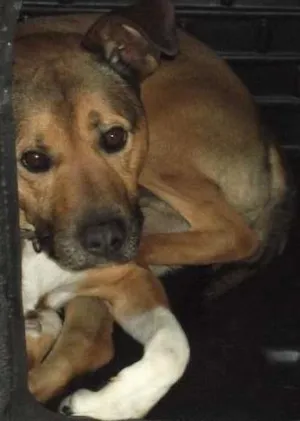 Cachorro raça SRD idade 3 anos nome ASTOR