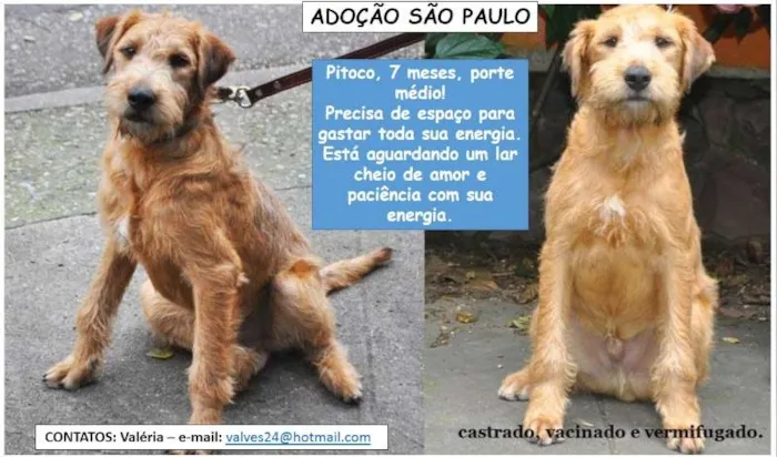 Cachorro ra a SRD idade 7 a 11 meses nome Pitoco