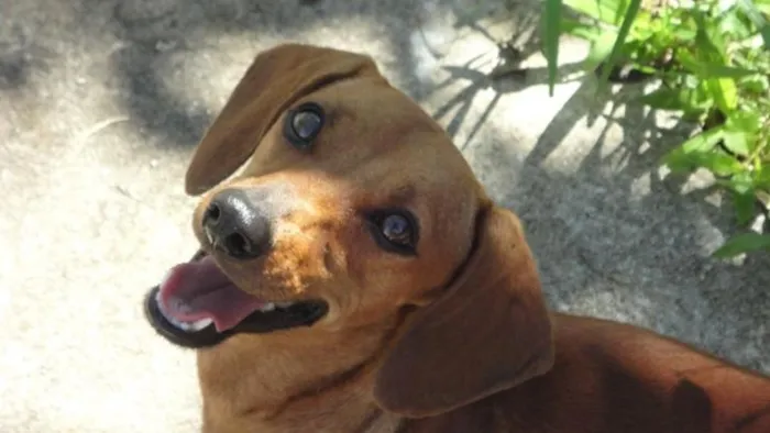 Cachorro ra a Basset-Cofap idade 3 anos nome Lunna