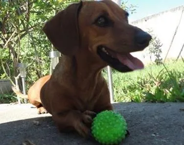 Cachorro ra a Basset-Cofap idade 3 anos nome Lunna