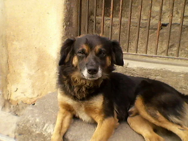 Cachorro ra a  idade 4 anos nome Bili