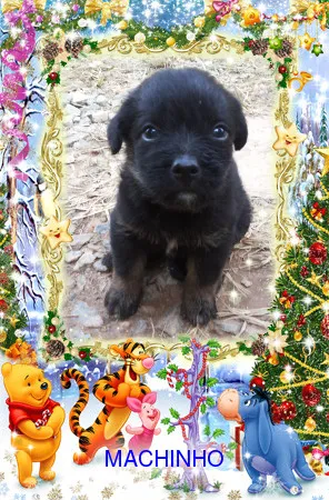 Cachorro ra a SRD idade Abaixo de 2 meses nome semnome