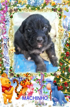 Cachorro ra a SRD idade Abaixo de 2 meses nome semnome