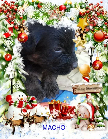 Cachorro ra a SRD idade Abaixo de 2 meses nome semnome