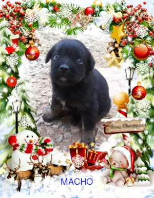 Cachorro raça SRD idade Abaixo de 2 meses nome semnome