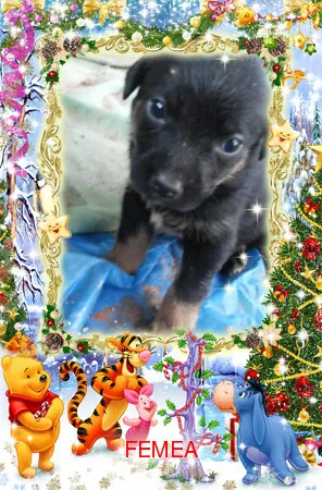 Cachorro ra a SRD idade Abaixo de 2 meses nome semnome