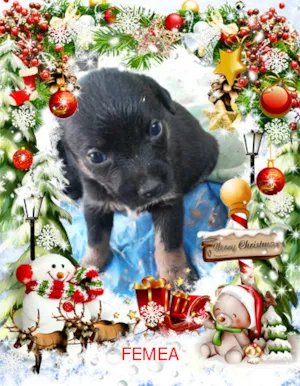 Cachorro raça SRD idade Abaixo de 2 meses nome semnome