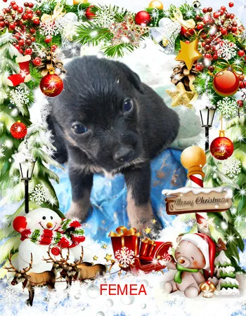 Cachorro ra a SRD idade Abaixo de 2 meses nome semnome