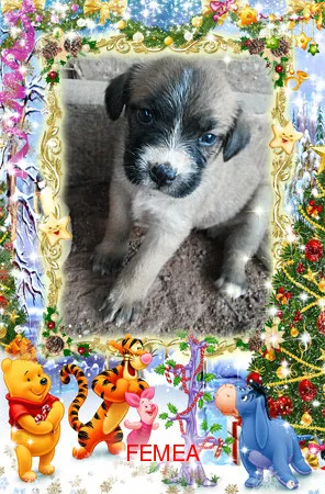 Cachorro ra a SRD idade Abaixo de 2 meses nome semnome