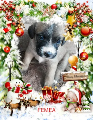 Cachorro raça SRD idade Abaixo de 2 meses nome semnome