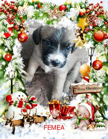 Cachorro ra a SRD idade Abaixo de 2 meses nome semnome