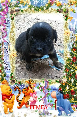 Cachorro ra a SRD idade Abaixo de 2 meses nome semnome