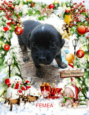 Cachorro raça SRD idade Abaixo de 2 meses nome semnome