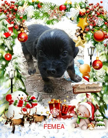 Cachorro ra a SRD idade Abaixo de 2 meses nome semnome