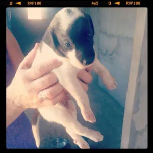 Cachorro raça MISTURADO idade Abaixo de 2 meses nome SEM NOME AINDA