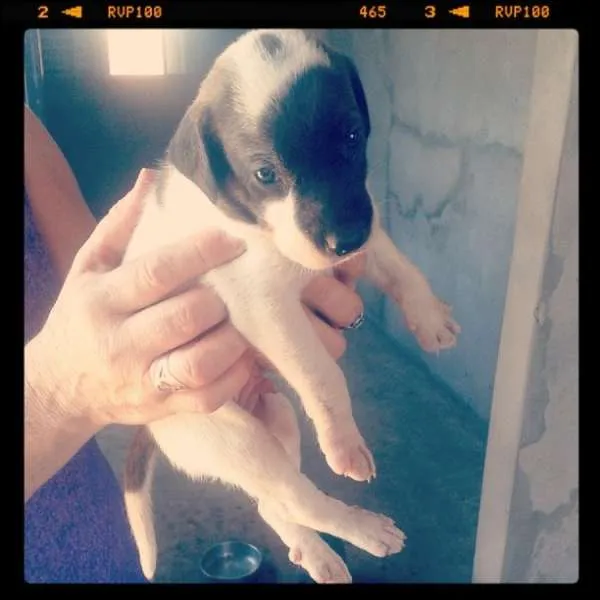 Cachorro ra a MISTURADO idade Abaixo de 2 meses nome SEM NOME AINDA
