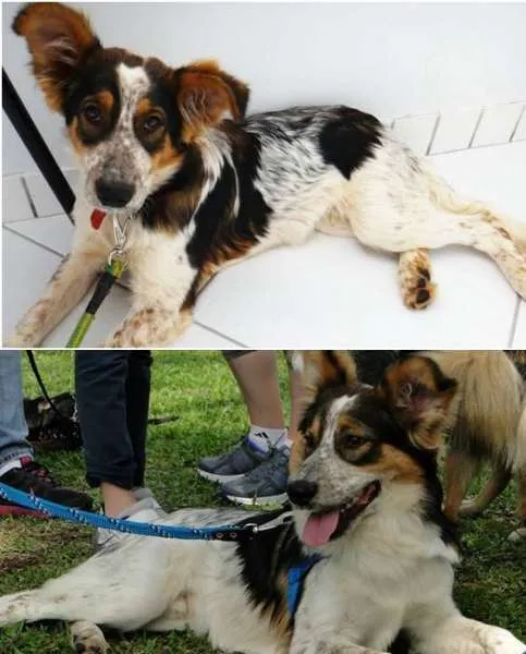 Cachorro ra a Mestiço Border Collie idade 7 a 11 meses nome Lupércio
