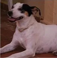 Cachorro ra a SRD idade  nome Branca