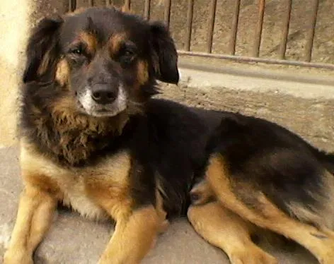 Cachorro ra a  idade 4 anos nome Bili