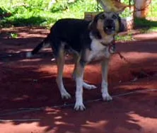 Cachorro ra a SRD idade  nome Manolo