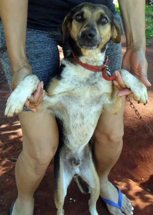 Cachorro raça SRD idade  nome Manolo