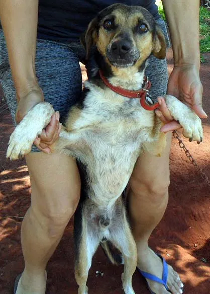 Cachorro ra a SRD idade  nome Manolo