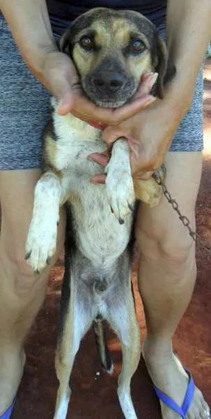 Cachorro ra a SRD idade  nome Manolo