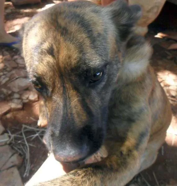 Cachorro ra a SRD idade  nome Patinha