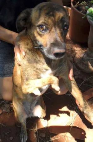 Cachorro raça SRD idade  nome Patinha