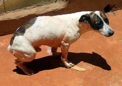 Cachorro ra a SRD idade  nome Valente