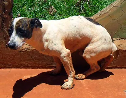 Cachorro ra a SRD idade  nome Valente