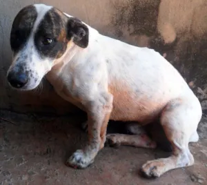 Cachorro raça SRD idade  nome Valente