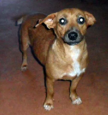 Cachorro ra a SRD idade  nome Nina