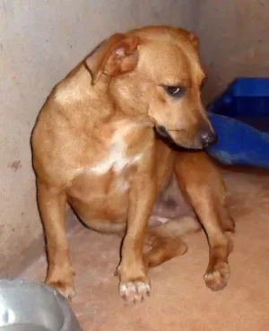 Cachorro raça SRD idade  nome Nina