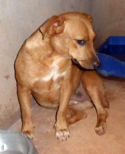 Cachorro ra a SRD idade  nome Nina