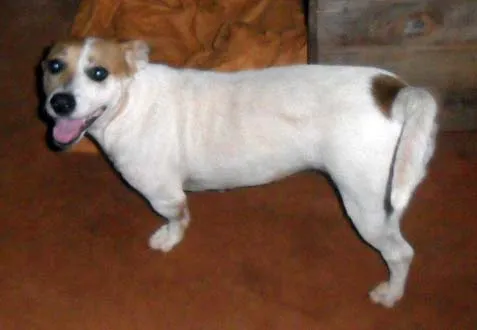 Cachorro ra a SRD idade  nome Lola