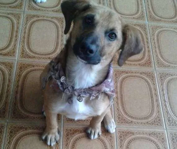 Cachorro ra a SRD idade 1 ano nome BENTO