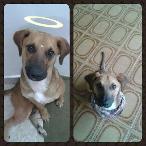 Cachorro ra a SRD idade 1 ano nome BENTO