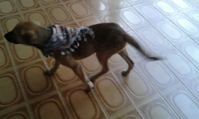 Cachorro ra a SRD idade 1 ano nome BENTO