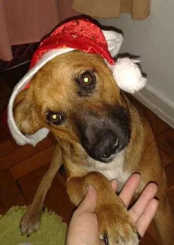 Cachorro ra a SRD idade 1 ano nome BENTO