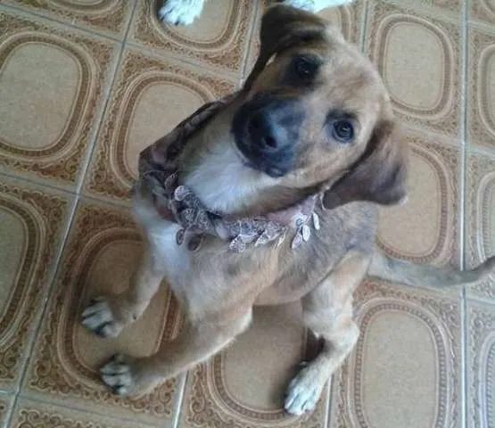 Cachorro ra a SRD idade 1 ano nome BENTO