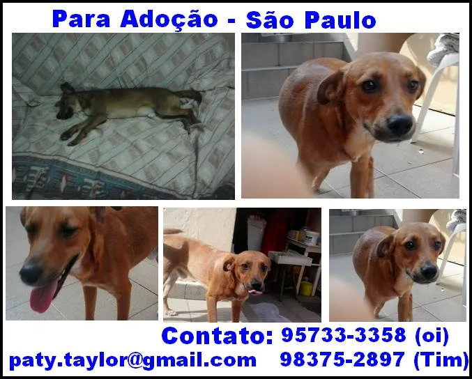 Cachorro ra a SRD idade 2 anos nome Lelo e Rebeca
