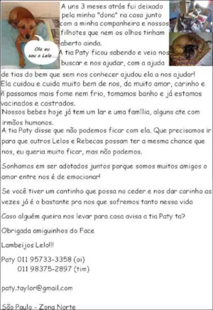 Cachorro raça SRD idade 2 anos nome Lelo e Rebeca