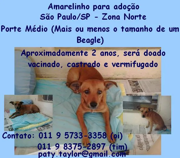 Cachorro ra a SRD idade 2 anos nome Lelo e Rebeca