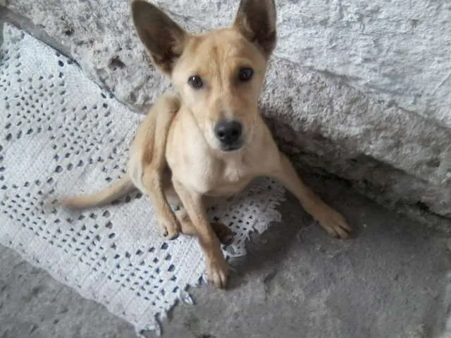 Cachorro raça Cruzado com Pastor Alemão idade 2 a 6 meses nome Bob