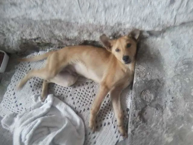 Cachorro raça Cruzado com Pastor Alemão idade 2 a 6 meses nome Bob