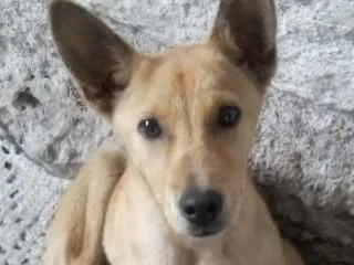 Cachorro raça Cruzado com Pastor Alemão idade 2 a 6 meses nome Bob